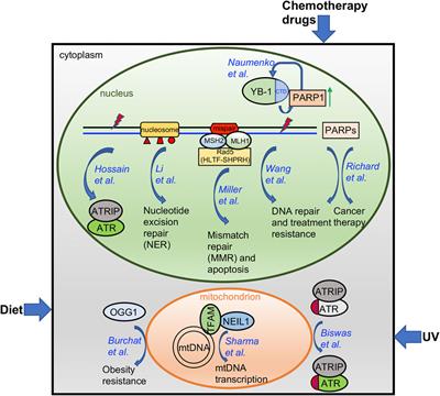 Editorial: Mechanistic studies of genome integrity, environmental health, and cancer etiology